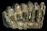 Southern Mammoth Molar Section - Hungary #123664-1